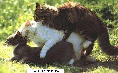 Pisicute nazdravane... - crisstyano - Poze Funny