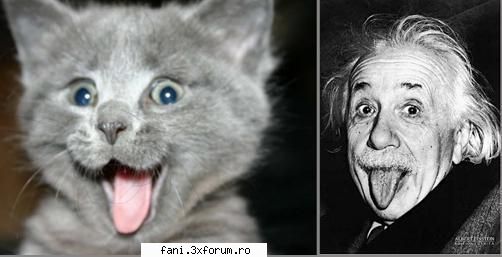 Pisicute nazdravane... - crisstyano - Poze Funny