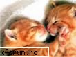 Pss, psssss!!! - m-am indragostit!!! - Poze Funny