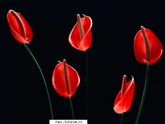 Wallpapere din natura... - crisstyano - Wallpapers